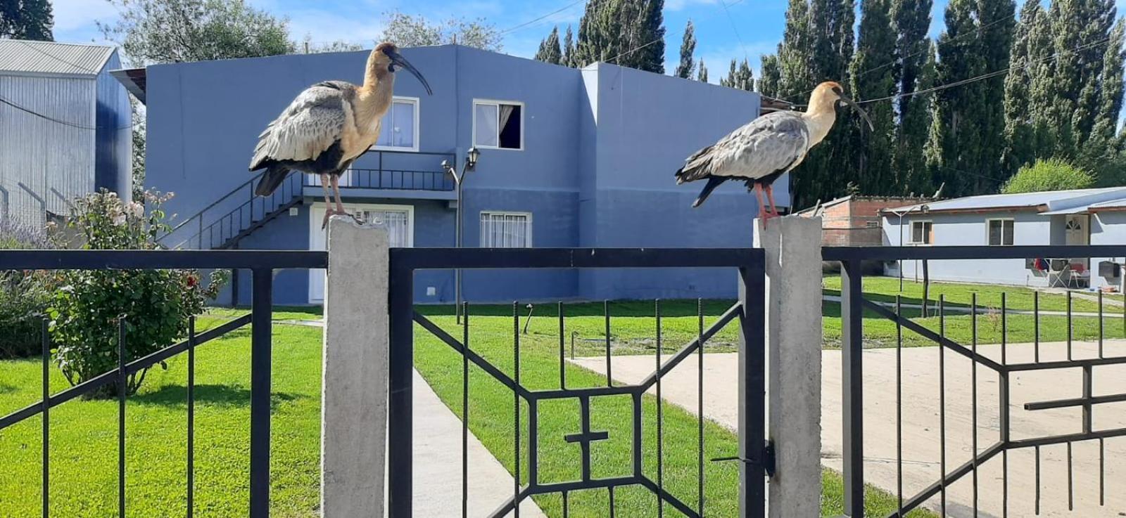 Departamentos Mawer Διαμέρισμα Ελ Καλαφάτε Εξωτερικό φωτογραφία
